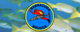Barracuda Duikclub